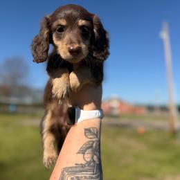 Belle - Chocolate and cream female Dachshund puppy in Mc Alester, Ok, Oklahoma from New Hope Miniature Dachshunds