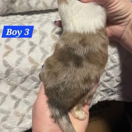 Boy 3 - Sable merle and white male Shetland Sheepdog puppy in Kaycee, Wyoming from Heavenly Shelties