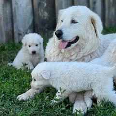 Aussiedoodles, Australian Shepherds, Double Doodles, Maremma Sheepdogs, and Poodles from White Star Acres