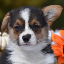 Boston Terriers, French Bulldogs, Golden Retrievers, Labrador Retrievers, and Pembroke Welsh Corgis from Trigger Time Kennels