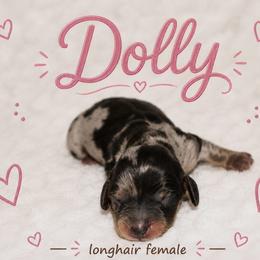 Dolly - Dapple female Dachshund puppy in Paris, Texas from Kuttin’ Up Mini Aussies