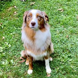 Volley - Australian Shepherd
