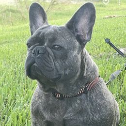 Fendi - French Bulldog