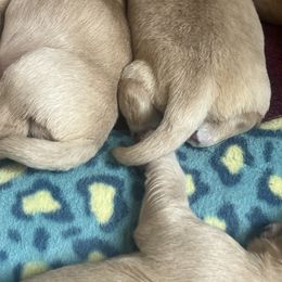 Golden Retriever Puppies from Crimson Sky Goldens