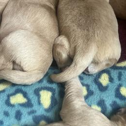 Golden Retriever Puppies from Crimson Sky Goldens