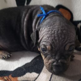 Leonard - Black tan and white American Hairless Terrier puppy in Conroe, Texas from Mysthaven Rat Terriers