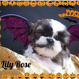 Shih Tzu Puppies from Loyal Shih Tzu