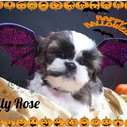 Shih Tzu Puppies from Loyal Shih Tzu