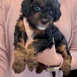 Macaroni - Black and tan female Cockapoo puppy in Clarks Summit, Pennsylvania from M&M Cockapoos