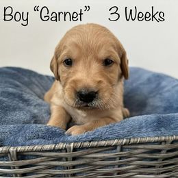 Golden Retriever Puppies from Gold Treasure Retrievers