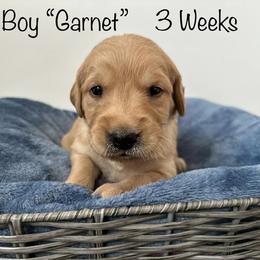 Golden Retriever Puppies from Gold Treasure Retrievers