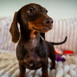 Bobby Lee - Chocolate and tan female Dachshund puppy in Temecula, California from Naomi Magee's Dachshund Kennel