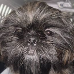 Shih Tzus from Cross County Shih Tzus