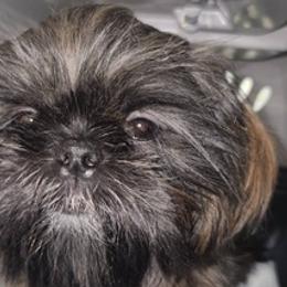Shih Tzus from Cross County Shih Tzus