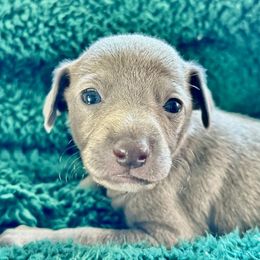 Italian Greyhounds from Castro’s Italian greyhounds