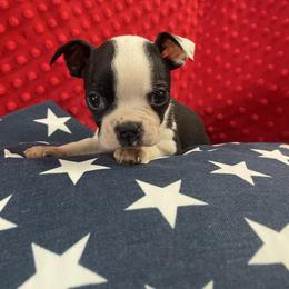 Mando - Black and white male Boston Terrier puppy in Tampa, Florida from Bayshore Boston Terrier’s