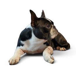 Syn - Boston Terrier