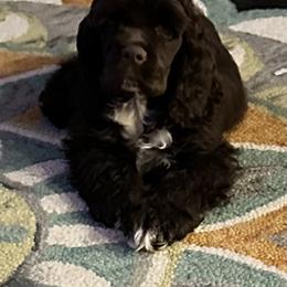 Cocker Spaniel Puppies from Anastasia Knight's Cocker Spaniels