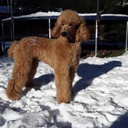 Cavapoos, Maltipoos, and Poodles from My Sweet Poodles and Doodles