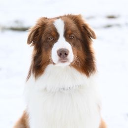 Boss - Australian Shepherd