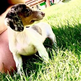 Olivia - Dapple female Dachshund puppy in Nampa, Idaho from 208 Wiener Wiggle Butts LLC