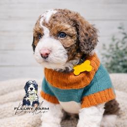 Pax - Brown male Whoodle puppy in Knoxville, Tennessee from Fleury Farm Doodles TN