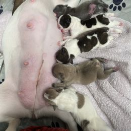 French Bulldog Puppies from Delavan Sisters French Bulldogs