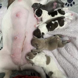 French Bulldog Puppies from Delavan Sisters French Bulldogs