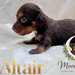 Altair AKC-CKC - Chocolate and tan male Dachshund puppy in Tecumseh, Oklahoma from MoonBerry Miniature Dachshunds