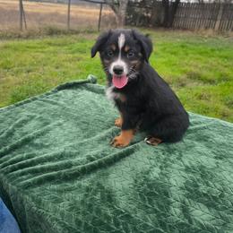 Valen - Black tri-color male Australian Shepherd puppy in Copperas Cove, Texas from Hidden Leaf Aussies