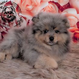 Versace - Blue merle male Pomeranian puppy in Fultonville, New York from Sandy Aussies & Pomeranians