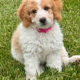 Snow White - female Australian Mountain Doodle puppy in Decatur, Illinois from Signature Doodles