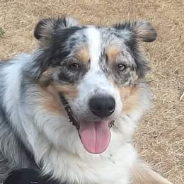 Allie - Australian Shepherd