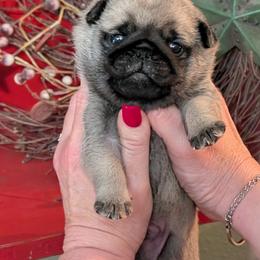 Boy 1 - Fawn male Pug puppy in Olympia, Washington from Hoskinspugs