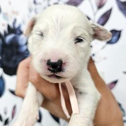 Peach - White and black female Dalmatian puppy in Gray, Georgia from Fuller Spots