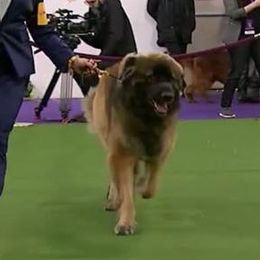 Leonbergers from Von Beauregard Herz