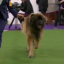 Leonbergers from Von Beauregard Herz