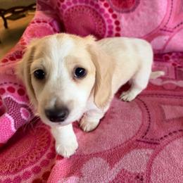 Poe - Cream male Dachshund puppy in Wisconsin from Lake Country Dachshunds