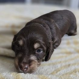 Scarlet - Chocolate and cream female Dachshund puppy in De Land, Florida from Double Aces Doxies
