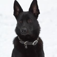 Ghost - German Shepherd