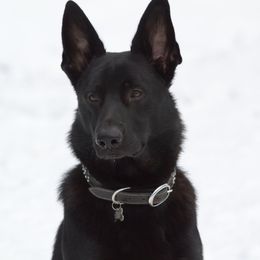 Ghost - German Shepherd