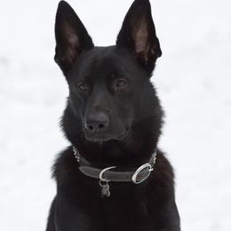 Ghost - German Shepherd