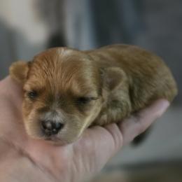 Male 6- Romeo - Chocolate male Morkie puppy in Pittsburgh, Pennsylvania from Maria's Morkies & More