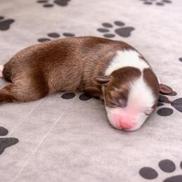 Honey - Red & white female Toy Australian Shepherd puppy in Princeton, Louisiana from Legacy Hill Aussies