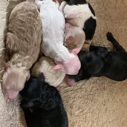 Goldendoodle puppies from Golden B Acres