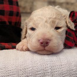 Quartz - Off-white male Lagotto Romagnolo puppy in West Jordan, Utah from Salt Lake Lagotto