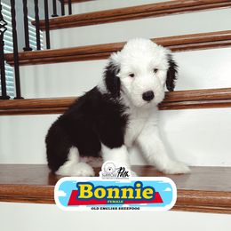 Bonnie - Gray and white female Old English Sheepdog puppy in Cleveland, Tennessee from Narrow Path Old English & Sheepadoodles