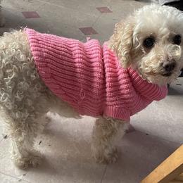 Dolly - Poodle
