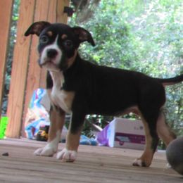 Star - Black tri-color female American Bully puppy in Tallahassee, Florida from Alpha Street Bully Kennels