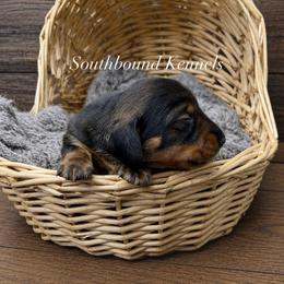 Easton - Wild boar male Dachshund puppy in Leoma, Tennessee from Southbound Kennel